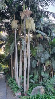 2024-01-GranCan-Jardin_de_la_Marquesa-063.jpg